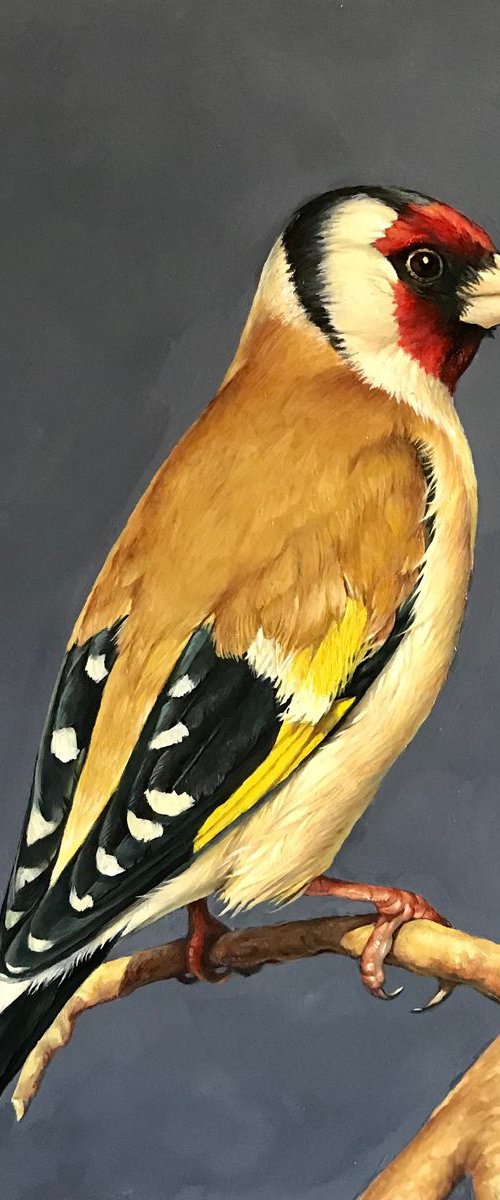 Goldfinch 4 by Marina Popkova-Sologub