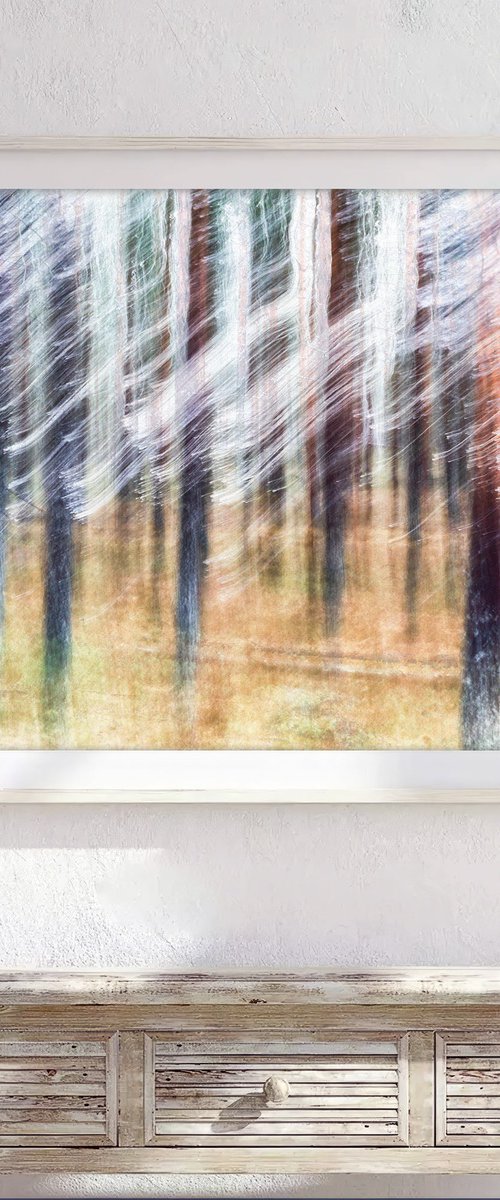 Conifers (studio 4) by Karim Carella