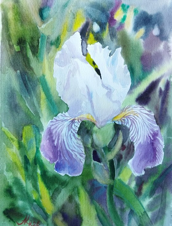 Iris in garden