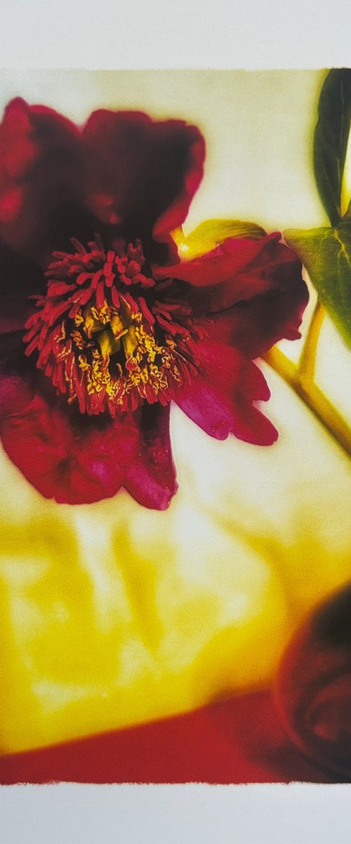 ONE RUBY PEONY by SARAH PARSONS