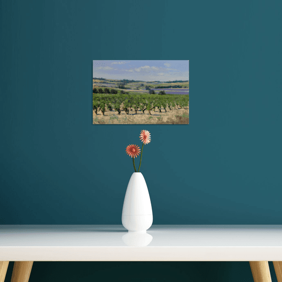 Vineyards and Lavender Fields