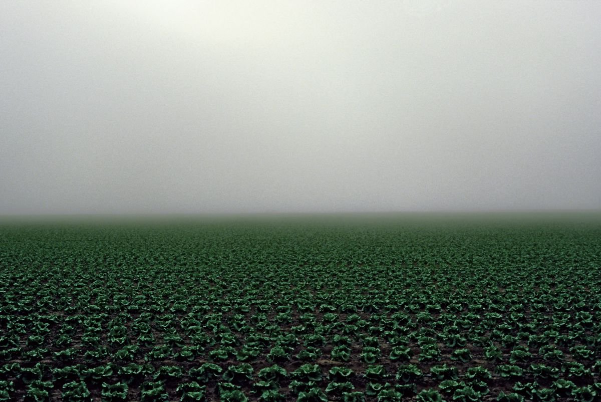 Lettuce Field by James Cooper Images