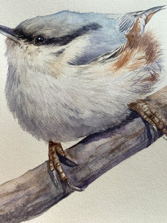 Nuthatch & Blue Tit (Set of 2)
