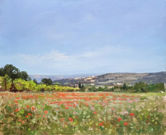 Poppy Field in the Luberon