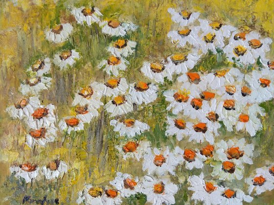 Field with daisies