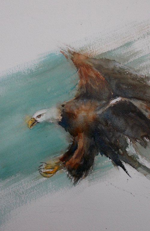 eagle by Giorgio Gosti