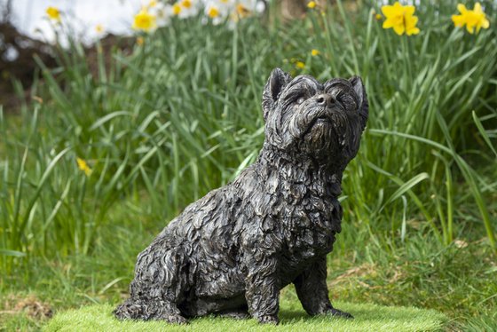 West Highland Terrier BR