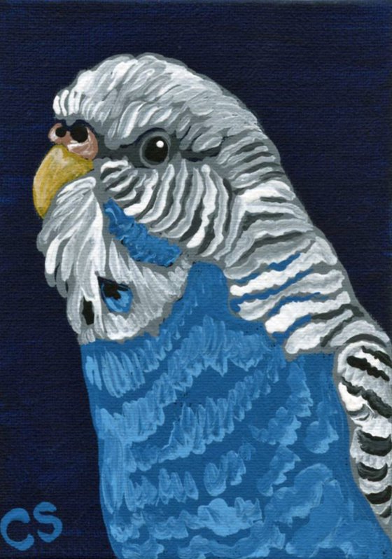 ACEO ATC Original Canvas Painting Blue Budgie Parakeet Pet Bird Art-Carla Smale