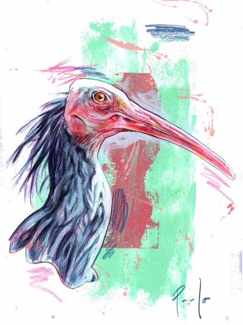 Northern bald ibis by Paul Ward