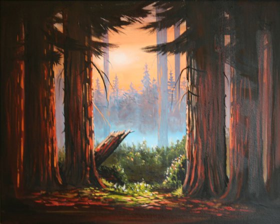 Sunrise in the Redwoods