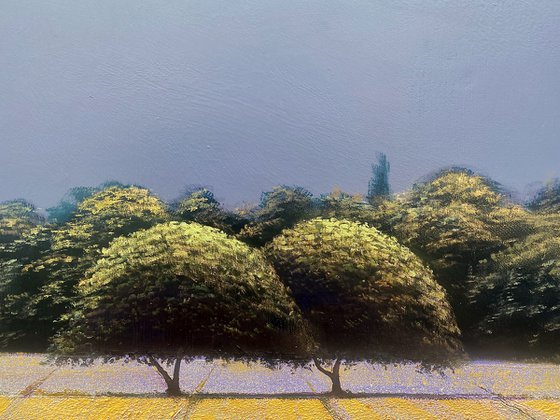 Lavender Fields 1