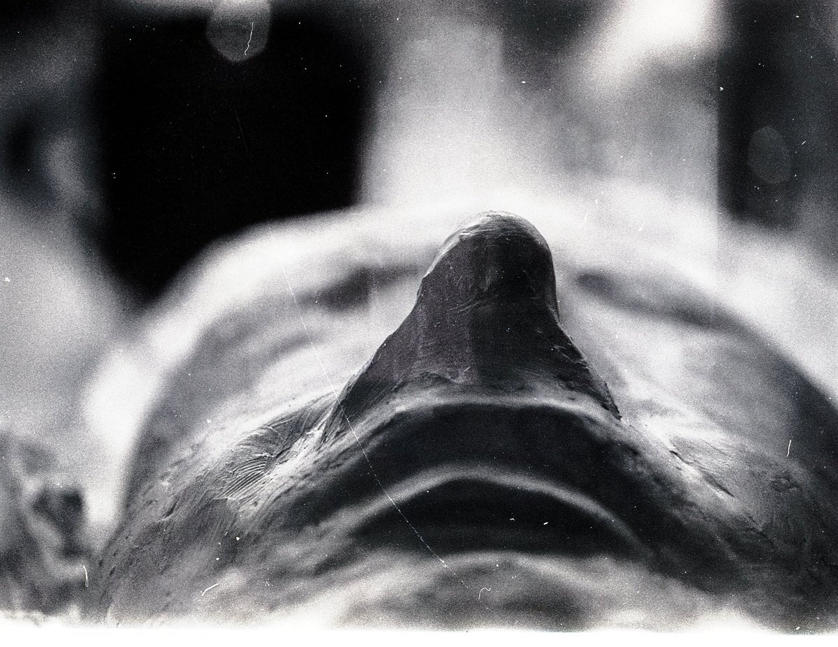 Photorealistic Still Life Photograph By Philippe Berthier, 26 X 20", Ebauche......, Original Artwork