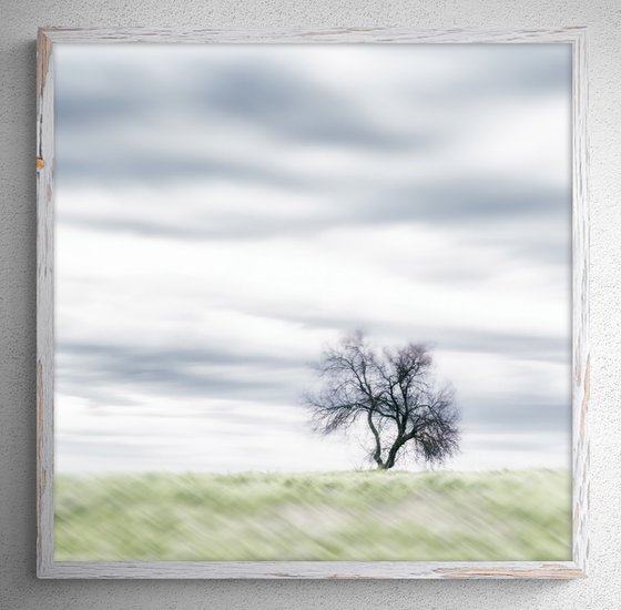 Lone Tree in the Tuscan Countryside