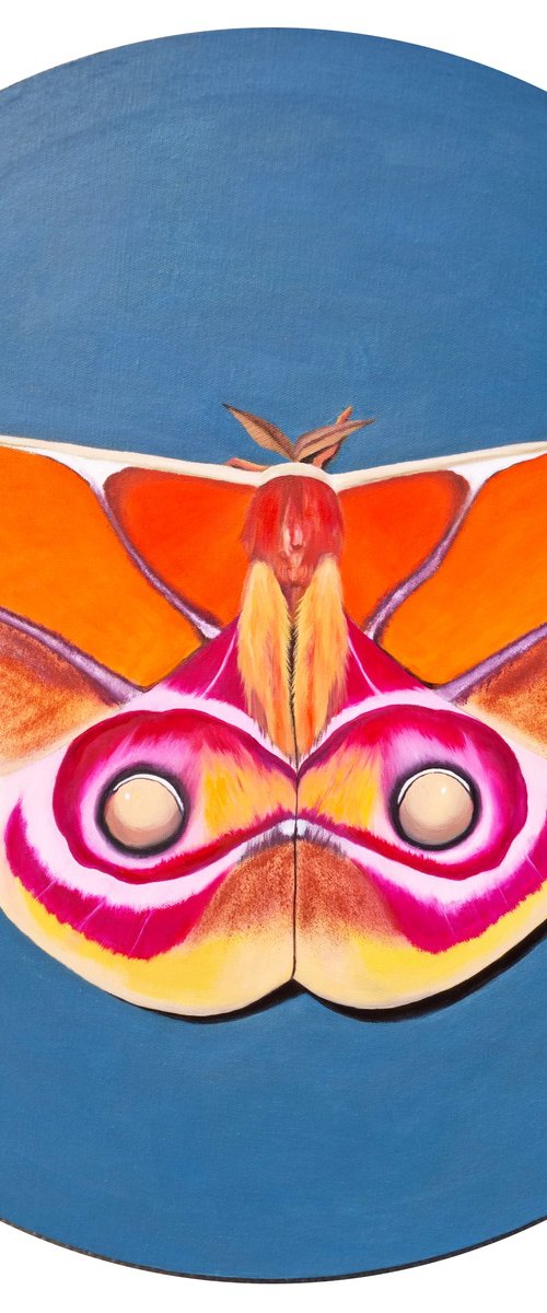 Suraka silk moth by Zulfiya Mukhamadeyeva