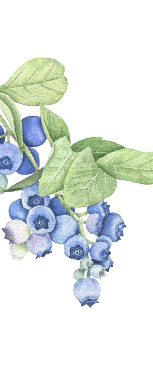 Blueberry branch Watercolor by Alona Hrinchuk