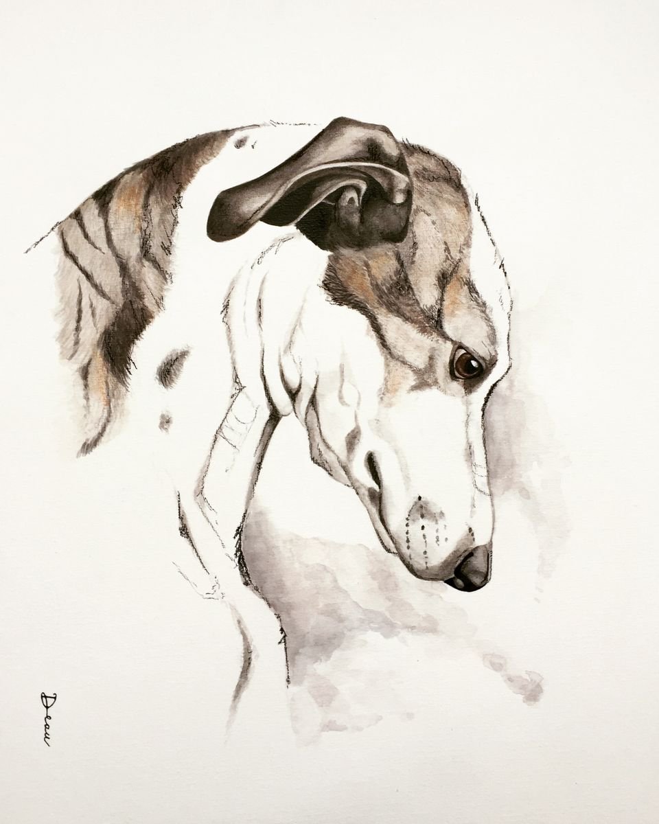 Greyhound | Grey Brindle .1 | Dog by Dominique Laurine