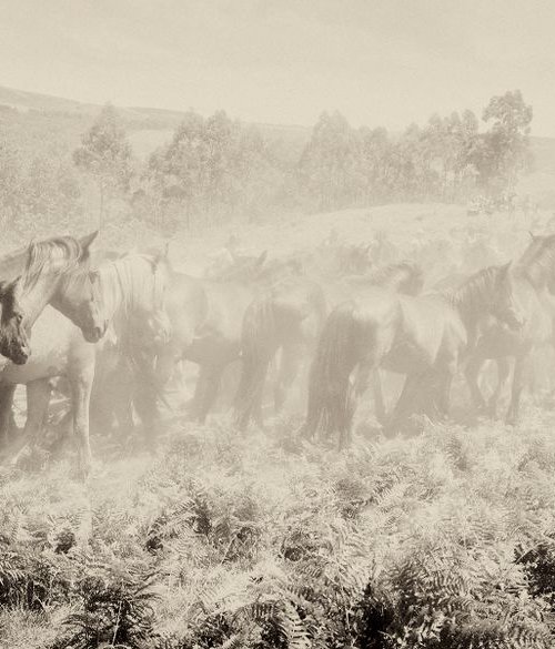 THE HERD 3. by Andrew Lever