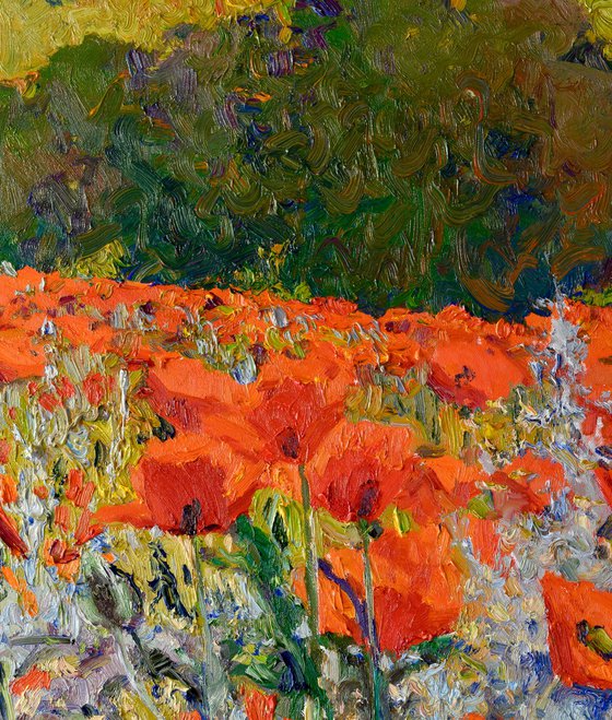 Alpine Poppies