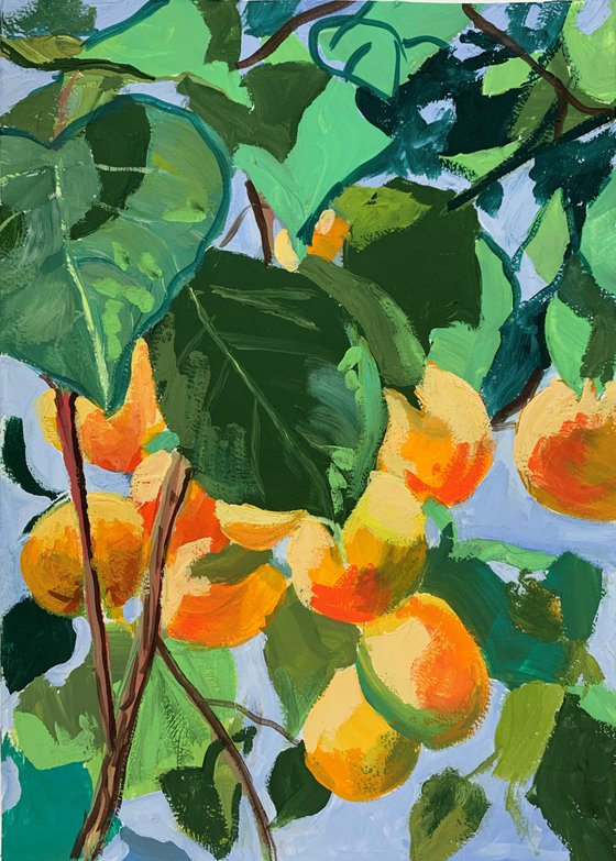 Apricot garden.