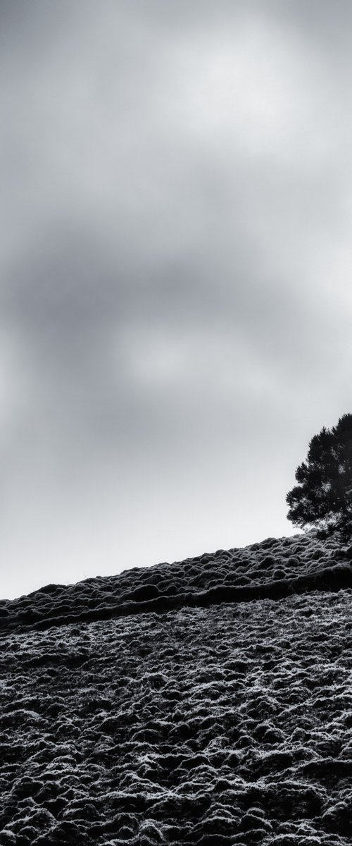 Tree with seagull by Karim Carella