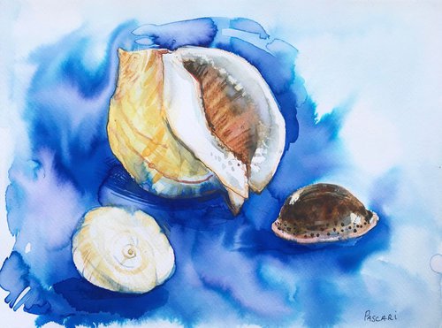 Sea shells by Olga Pascari