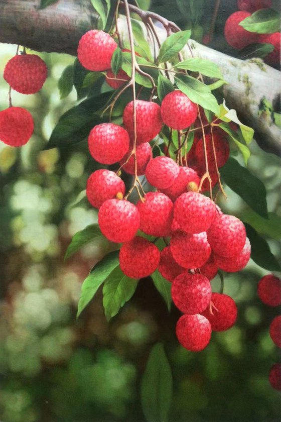 Still life:Litchi Chinensis with leaves c109