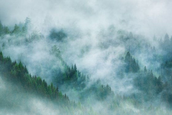 Mystic Forest III. - Foggy landscape