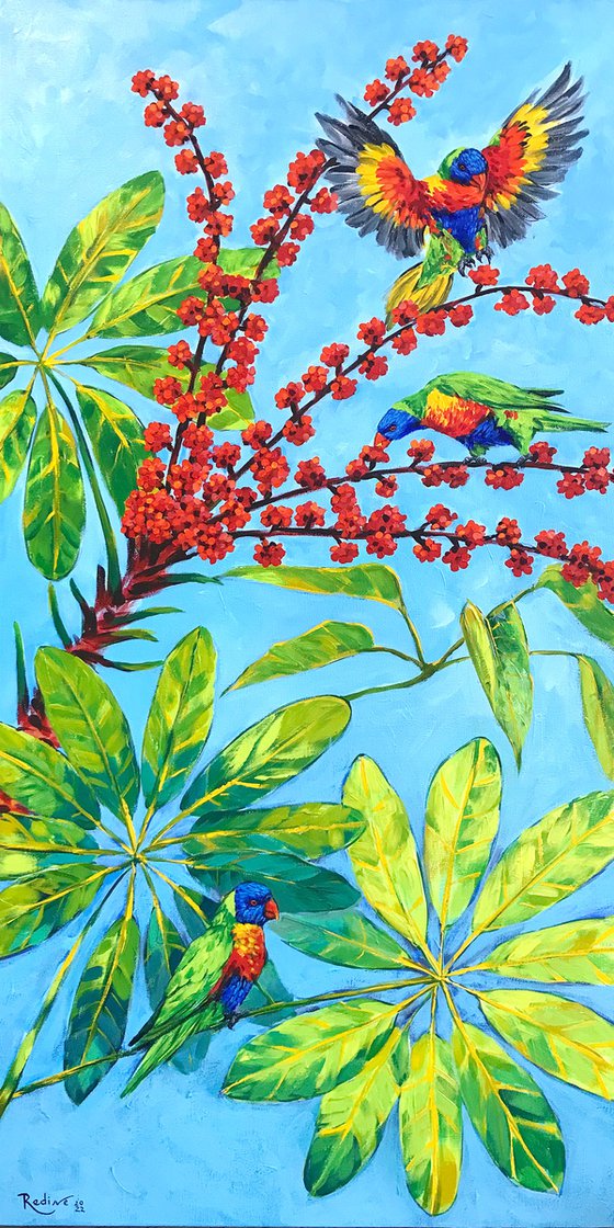 Rainbow lorikeets and Australian umbrella tree