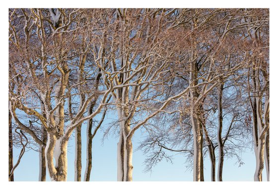 February Trees