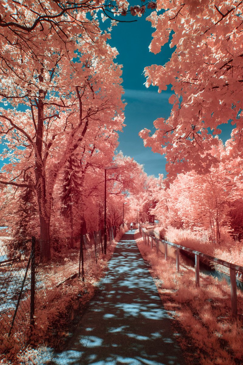 Surrealistic Landscape Photograph By Robert Kohlhuber, 20 X 30", Infrared Path Ii, Original Artwork