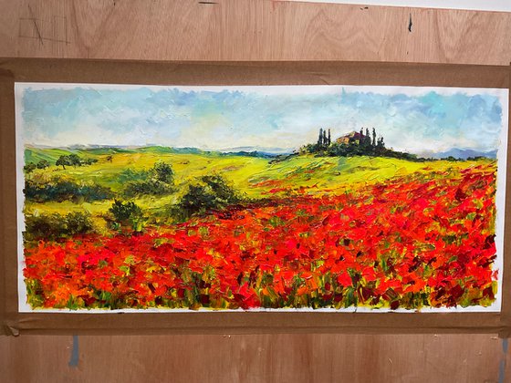 Vivid poppies. Tuscany