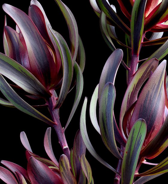 Leucadendron Salignum
