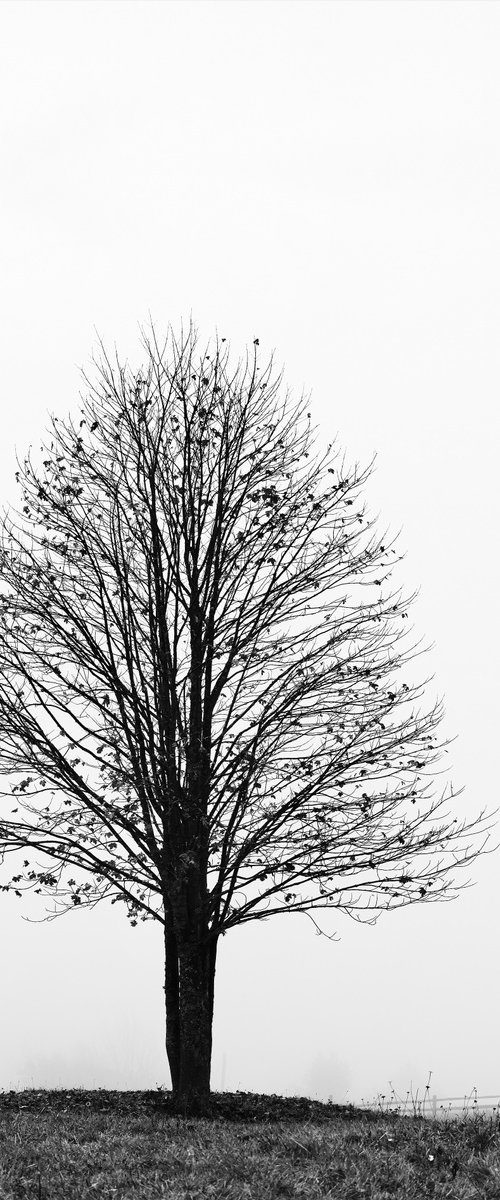 Maple tree by Oleksandr Nesterovskyi