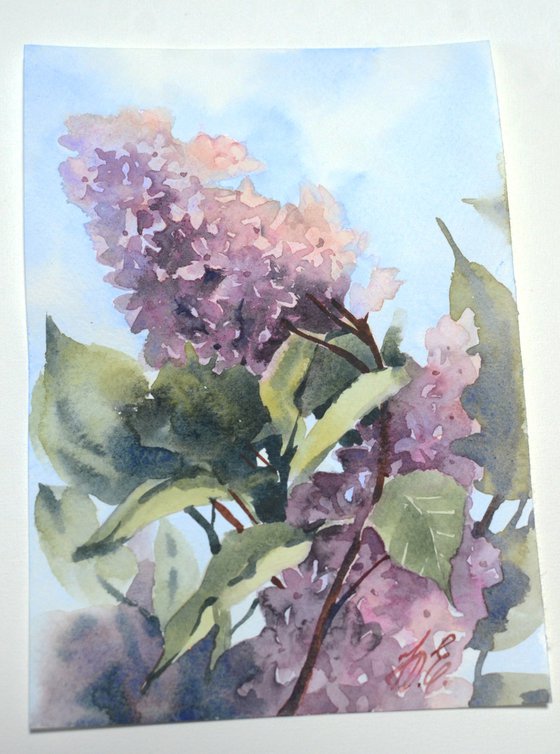 Watercolour lilac, small painting from the Lilac Garden