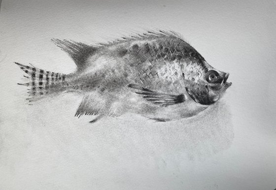 Sunfish