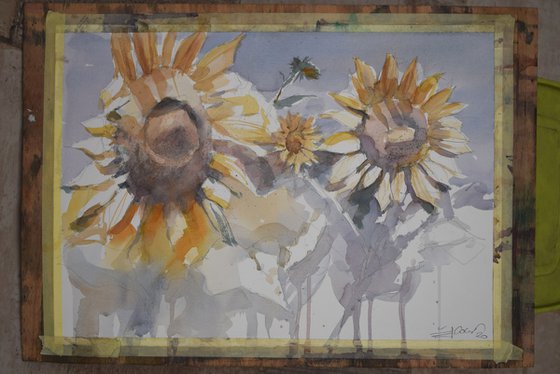 Sunflowers in the field