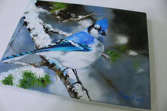 Blue Jay. Original painting oil on canvas