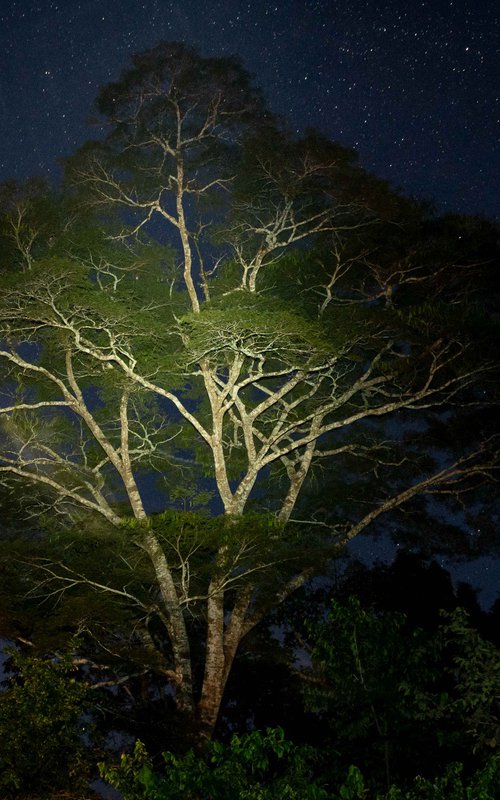 Home Tree by Marta Meinardi