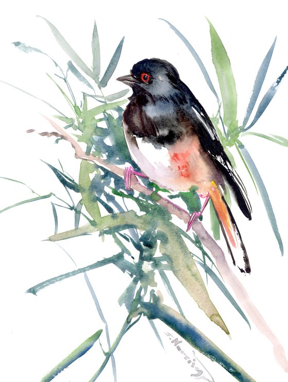 Spotted Towhee