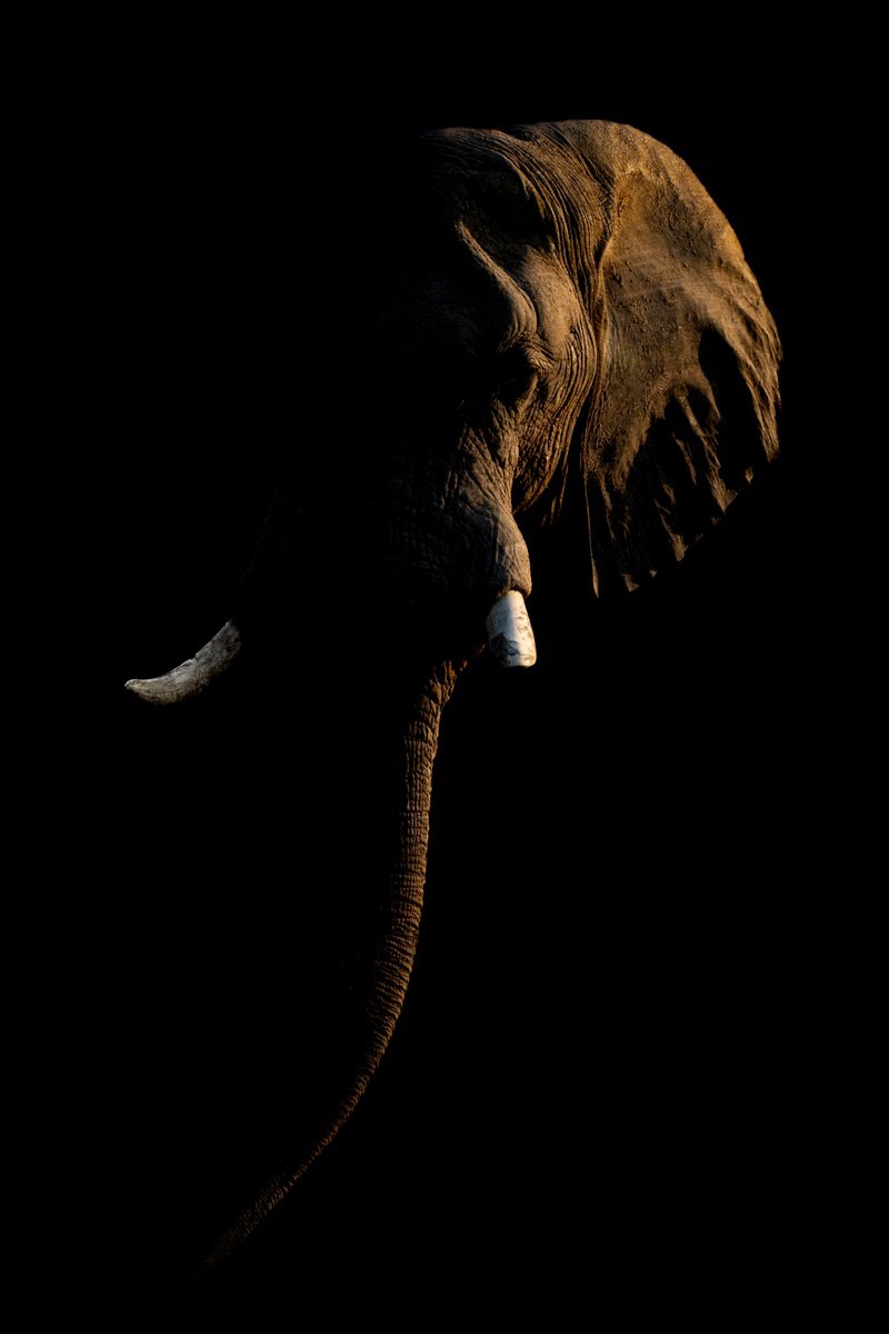 Light Elephant by Nick Dale