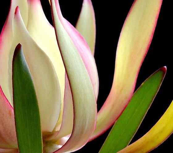 Leucadendron