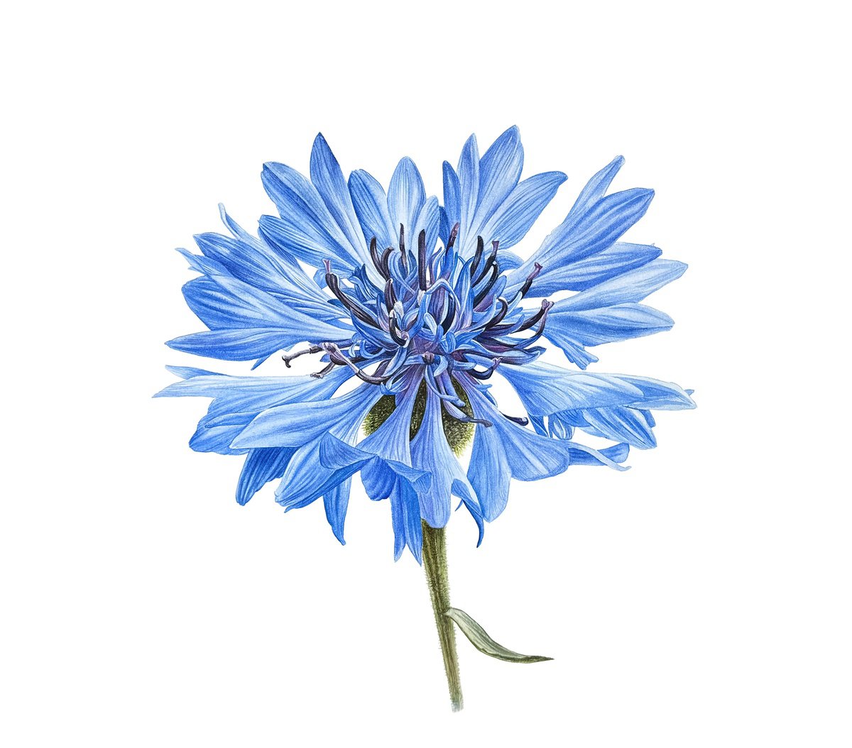 Photorealistic Botanical Watercolour By Yuliia Prokopchuk, 16 X 14", ?ornflower Painting, Original Artwork