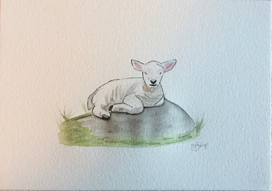 Lamb