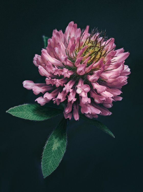 CLOVER - studio edition