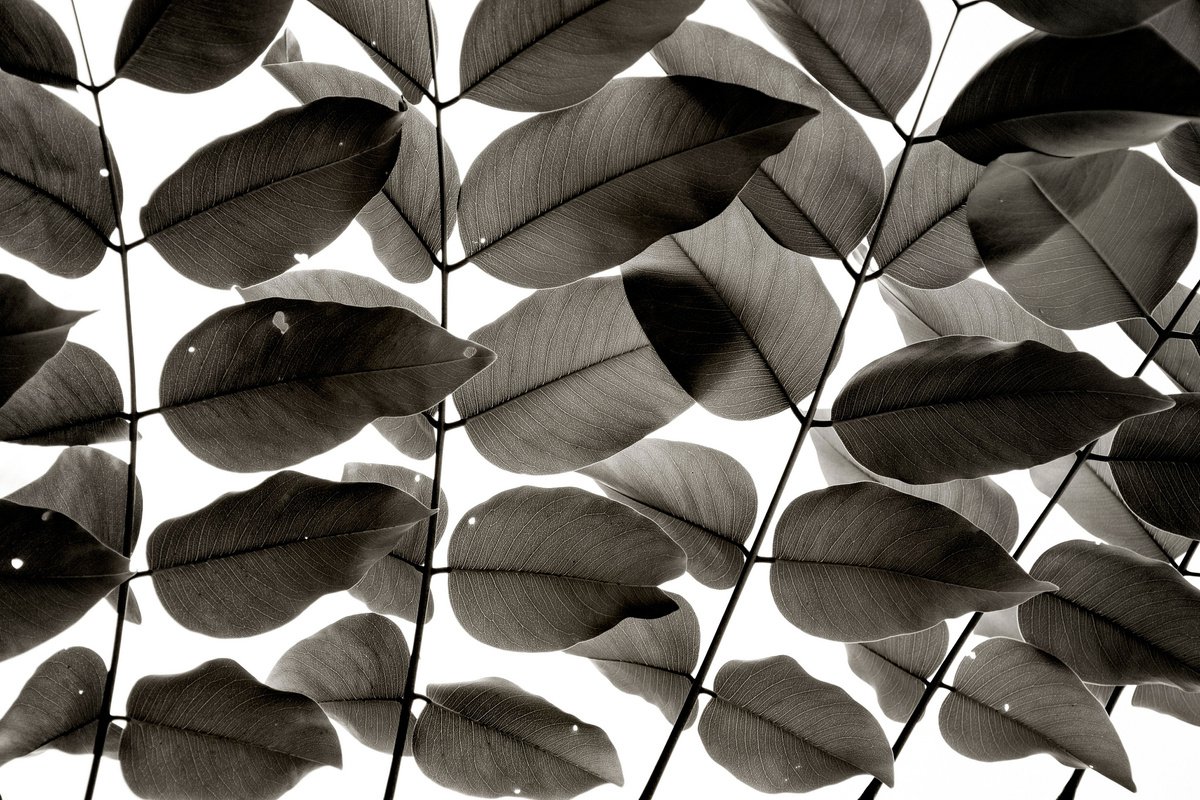 Branches and Leaves I | Limited Edition Fine Art Print 1 of 10 | 45 x 30 cm by Tal Paz-Fridman