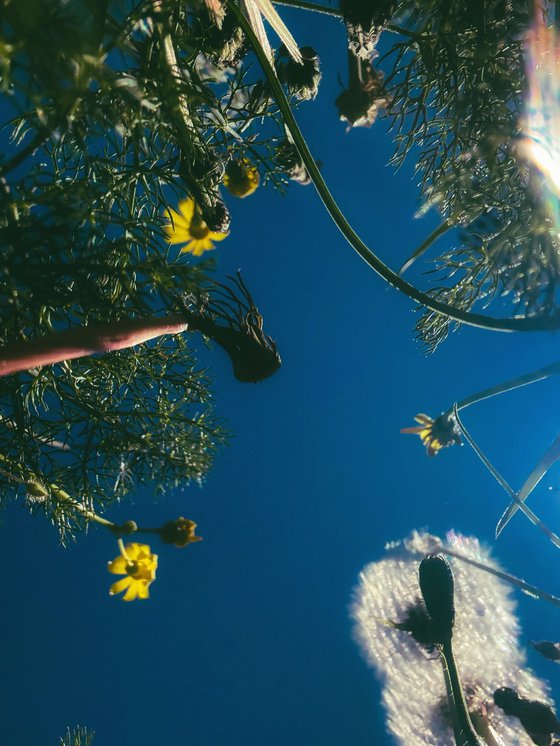 Flowers to the sky