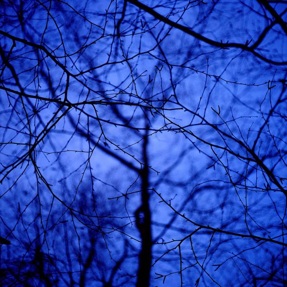 Blue Tree #2