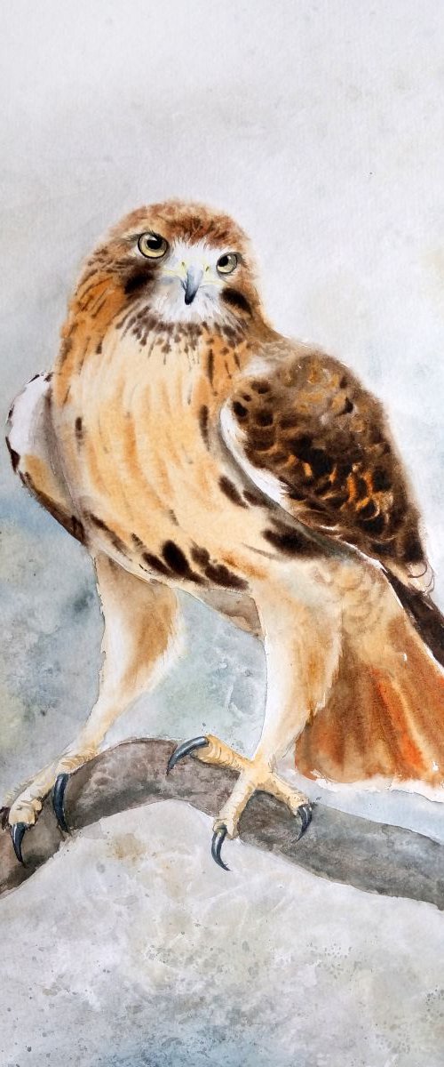 Red Tailed Hawk Watercolor pai by Olga Beliaeva Watercolour