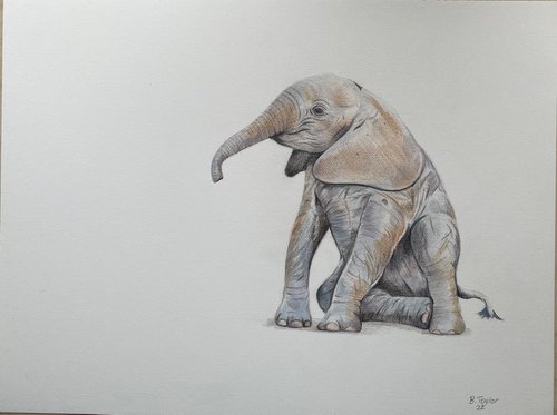 The little one. Elephant drawing by Bethany Taylor