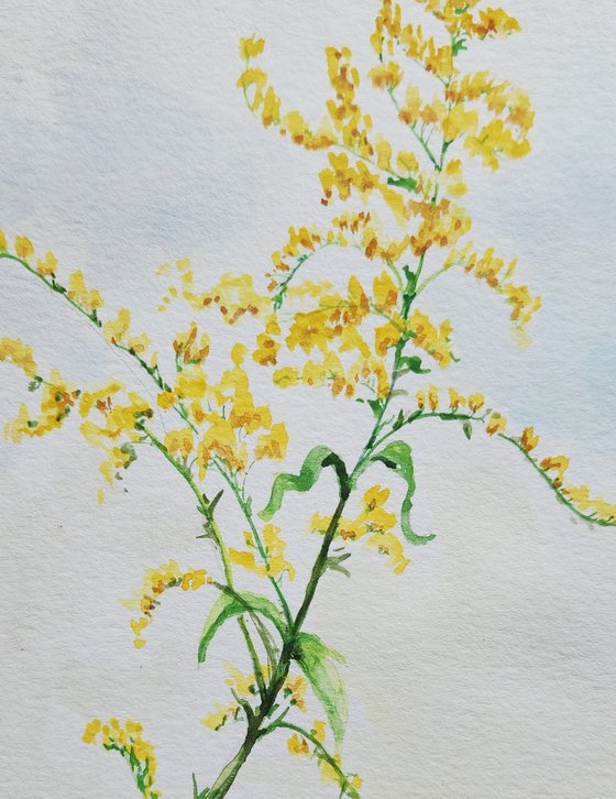 "Goldenrod" - WIldflower